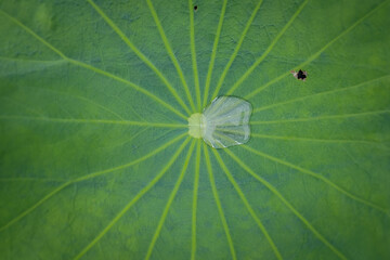 green leaf background