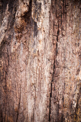 Cracked very old wood closeup textured background.