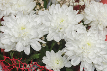 bouquet of white beautiful chrysanthemums close up
