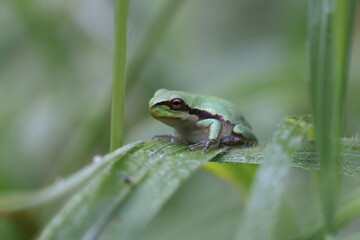 European tree frog (Hyla arborea)