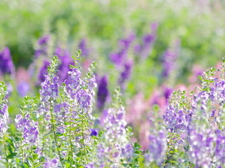 Fototapeta premium 夏の花畑2