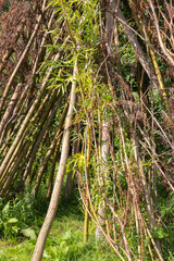 Fototapeta premium tree in the forest