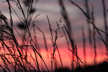 sunset in the field