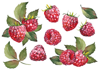 Set of raspberries with leaves. Watercolor illustration isolated on white background.