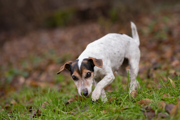 Jack Russell Terrier dog in the forest