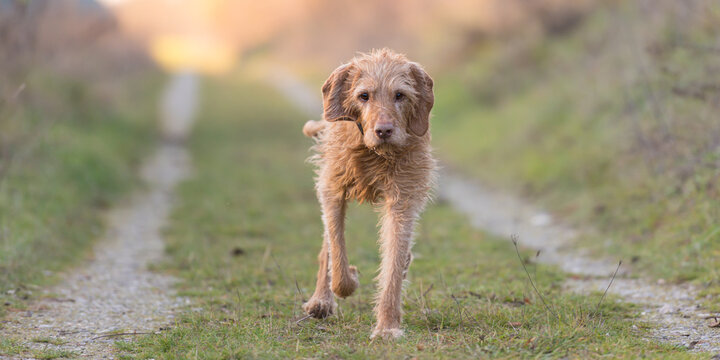 One Magyar Vizsla 13 years old. old dog runs in the fall over a meadow in backlight in the evening