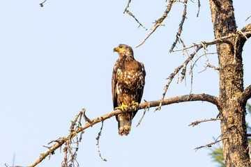 juvenile bald eagle without white head sitting in tree