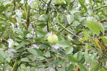guava firm closeup for harvest