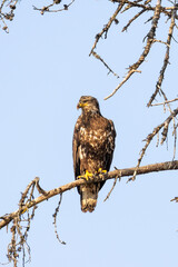 young bald eagle sitting on tree branch