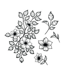 sets of flower drawing. flower drawing design. beautiful flower vector clipart 