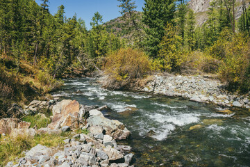 Scenic alpine landscape with mountain river in wild autumn forest in sunshine. Vivid autumn scenery with beautiful river among trees and thickets in sunny day. Mountain brook in woods in fall time.