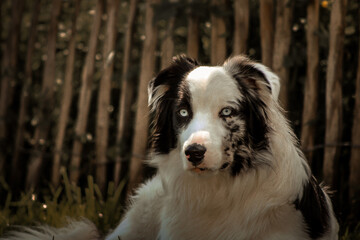border collie Australien shepard dog