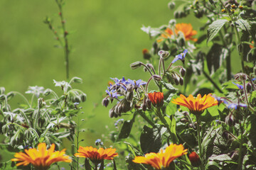 flowers in the garden