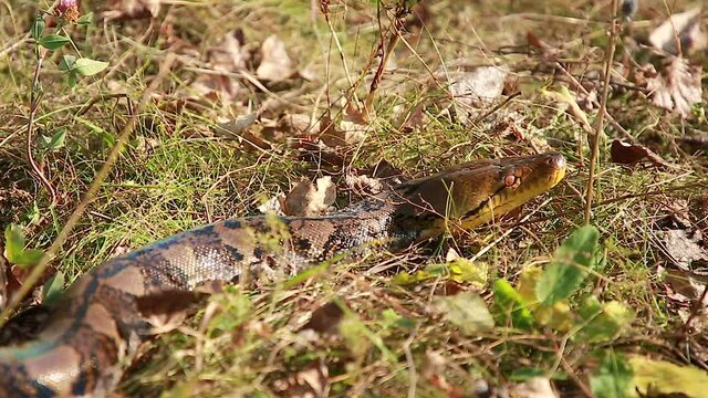 The python froze in anticipation of prey. The snake went hunting.  Animal wildlife background concept.