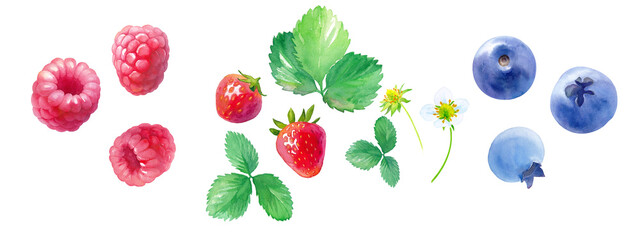 3種のベリーの水彩イラスト。ラズベリー、ストロベリー、ブルーベリー。