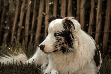 border collie Australien shepard 
