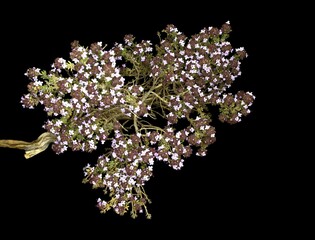 Thymus vulgaris, common thyme, German thyme, garden thyme or just thyme is a species of flowering plant in the mint family, black background