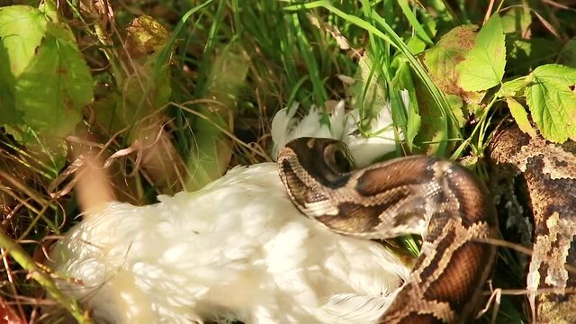 Close-up of a large spotted snake python in the grass, capturing its prey. The largest snake in nature. Selective focus