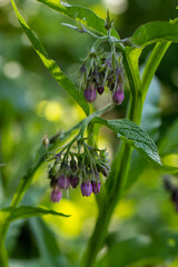 Symphytum officinale flower in the field