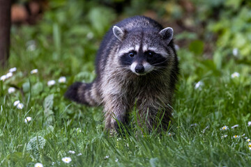 raccoon looking up from grass with worry