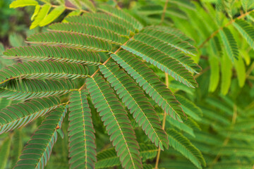New green leaves Acacia dealbata mimosa tree (silver or blue wattle) in Adler Sochi street. Branch of mimosa with graceful young foliage in early spring. Lovely spring background for design.