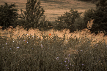 Obraz premium sunset in the grass