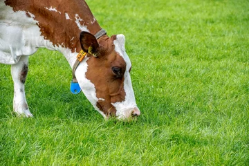 Fotobehang A cow grazing on the green grass of the fields © Michael Verbeek