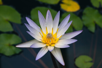 Close up photo of water lilies 