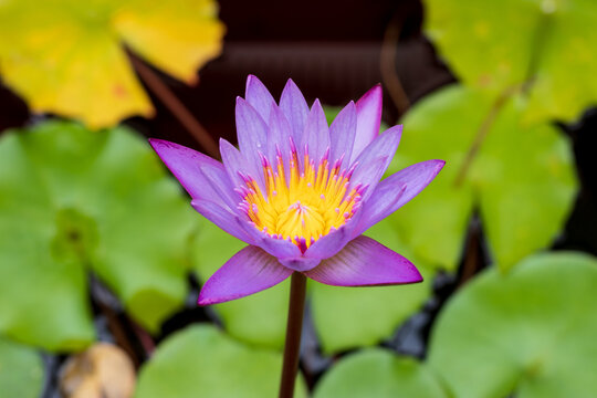 Close up photo of water lilies 