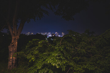 Fototapeta premium night in the forest