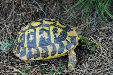 Eine kleine griechische Schildkröte in der freien Natur.