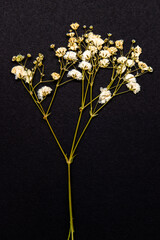 Single, dried and pressed gypsophila flowers against dark background