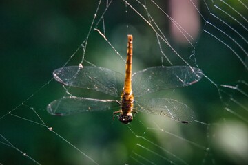蜘蛛の巣にかかったトンボ