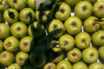 a shoot of full green apples background with a hand silhouett