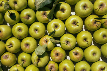a shoot of full green apples background