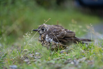 a young fieldfare, turdus pilaris, sitting on the forest floor and is waiting for food