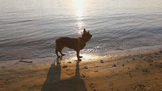 the dog stands on the bank of the river in the rays of the sunset