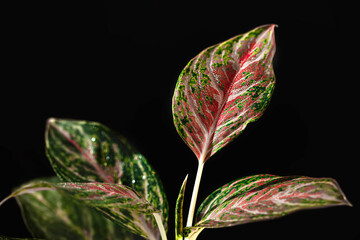 Fototapeta premium Aglaonema, houseplant, indoor plant on black background. Aglaonema plant has green-pink-red-yellow striped, green border and water drops. Hugely popular house plants due to beautiful colorful leaves.