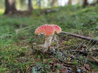 slug damages, eaten from a snail a fly agaric in the forest