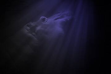 The hippopotamus swims underwater. Photo of wild animals.