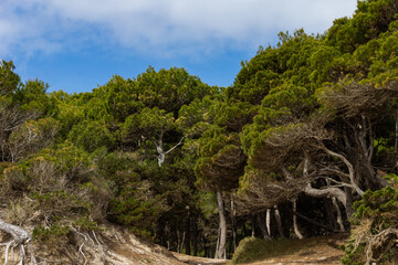 Natur Bäume Wald blauer Himmel stimmungsvoll mallorca