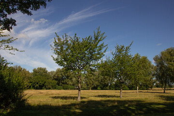 Feld Bäume blauer Himmel schön Sommertag Wolken Natur