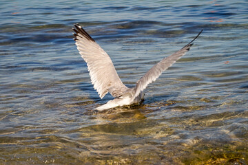 Ausschnitte aus dem Leben von einer Möwe am Strand.