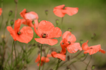 Poppy Flowers