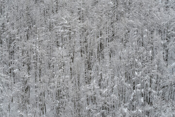 Elevated view of snowy mountain forest