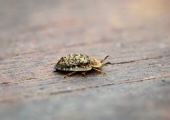 Nahaufnahme einer Wanze oder eines ähnlichen Insektes auf einem Holzbrett.