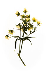 Homemade dried and pressed yellow flower isolated on white background