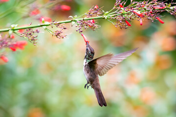 A juvenile Ruby Topaz hummingbird (Chrysolampis mosquitus) feeding on red Antigua Heath flowers in a garden with a blurred bokeh background. Bird in flight.