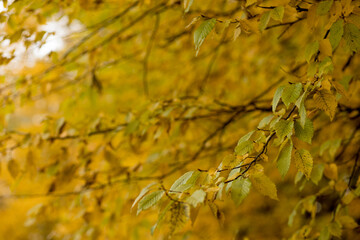 Fall, autumn, leaves background. A tree branch with autumn leaves on a blurred background. Landscape in autumn season