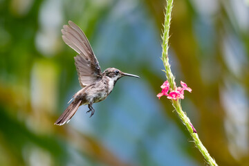 A juvenile Ruby Topaz hummingbird (Chrysolampis mosquitus) feeding on a pink Vervain flower.  Bird in flight. Hummingbird in garden.